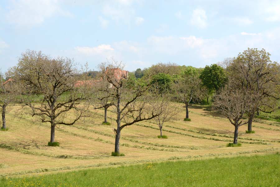 période des foins
