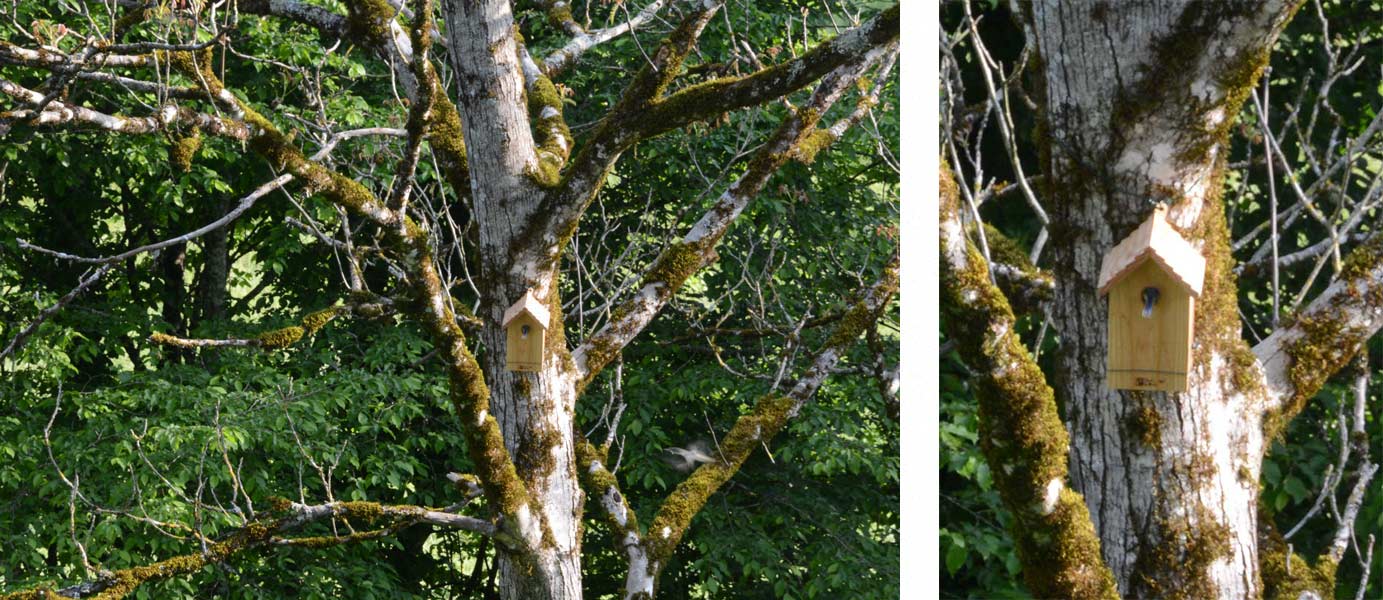 Nichoir au gite La Bocagère