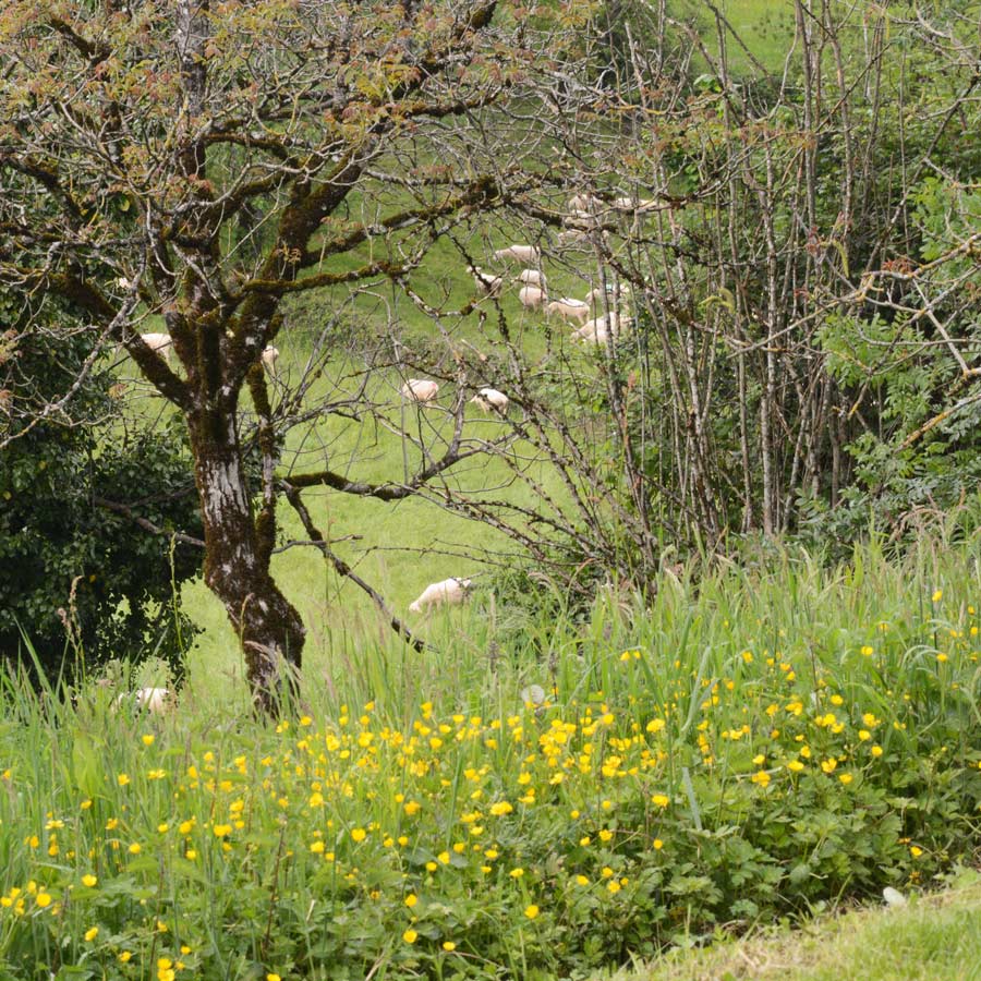 pas de pesticides au jardin