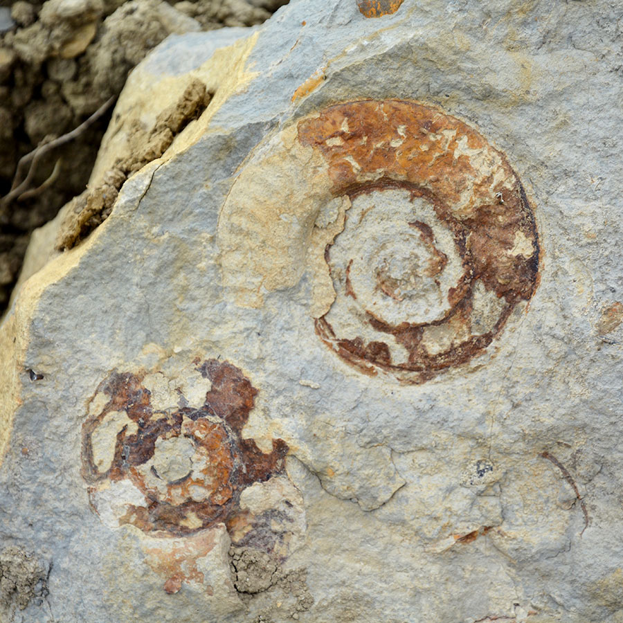 Fossile