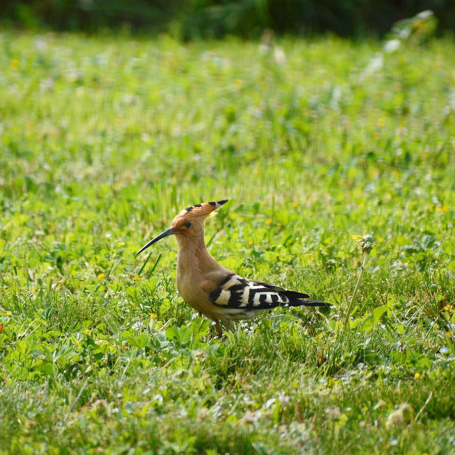 huppe dans le jardin