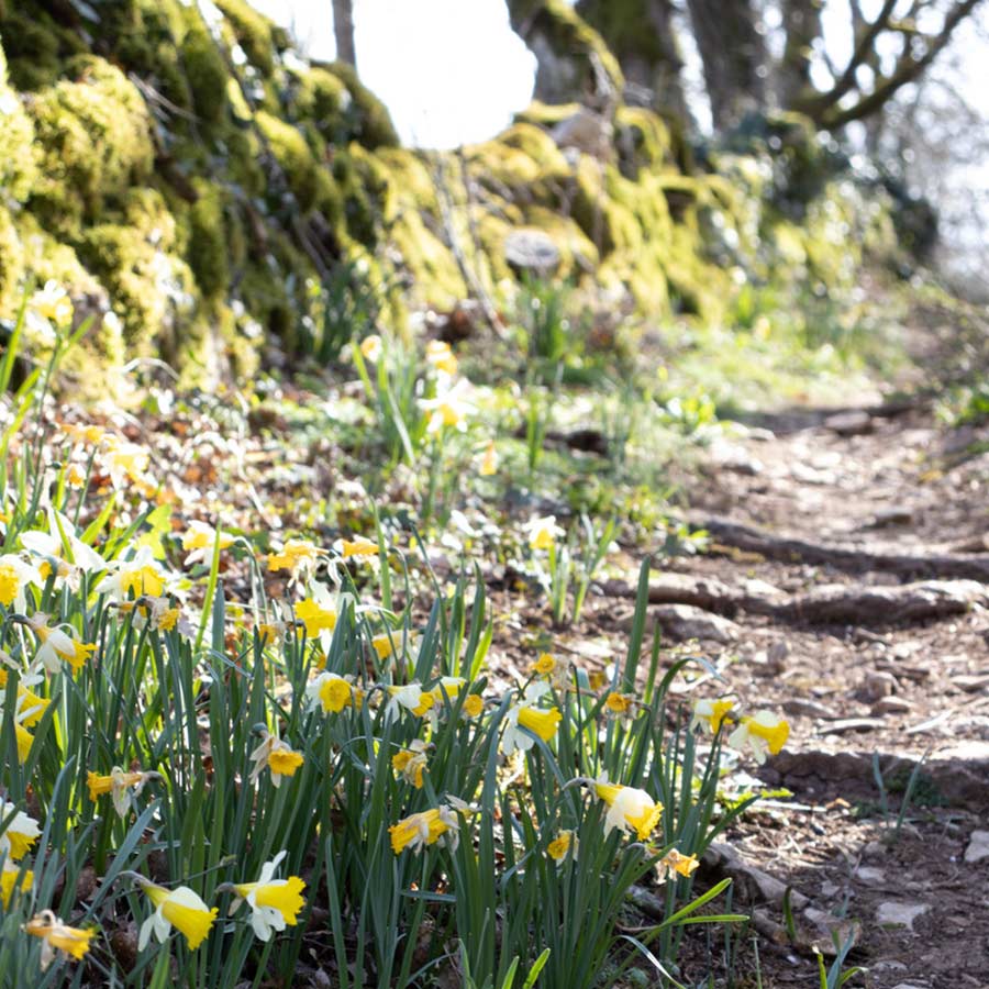 narcisses sauvages